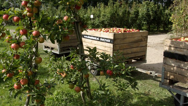 olmenhorst appels plukken