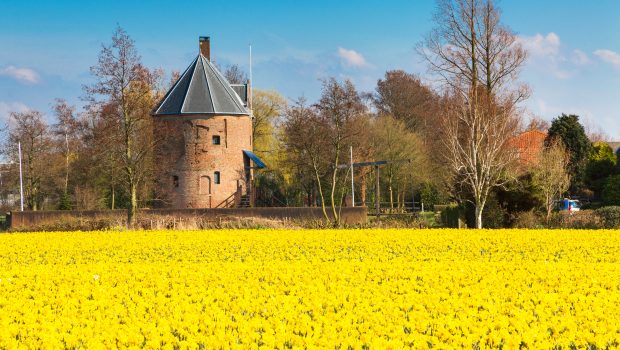 Narcissen bloemenvelden in Lisse Keukenhof Bollenstreek