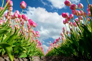 Tulpenvelden in bloei Keukenhof Lisse Bollenstreek