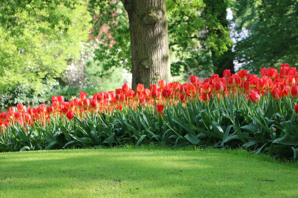 Blumenfelder in den Niederlanden