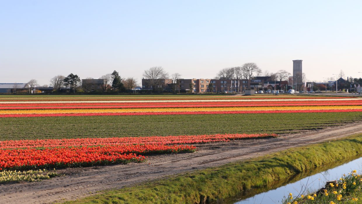 Cuándo florecen los campos de flores en los Países Bajos?