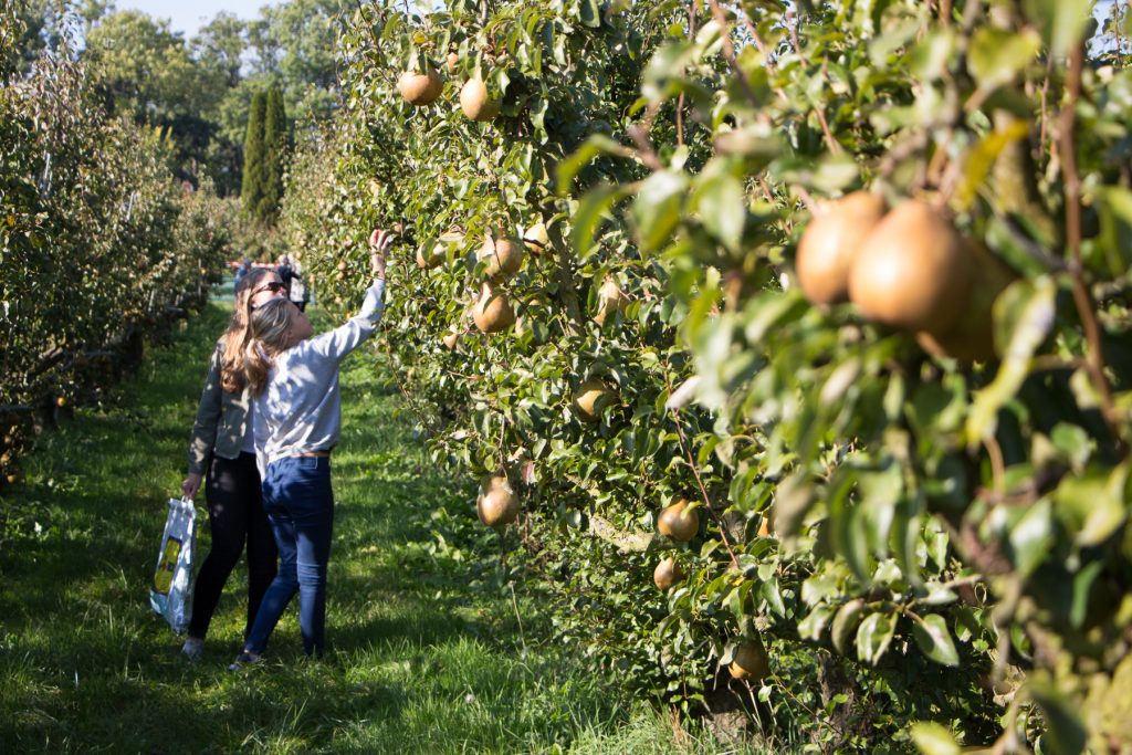 Zelf appels en peren plukken bij Landgoed de Olmenhorst