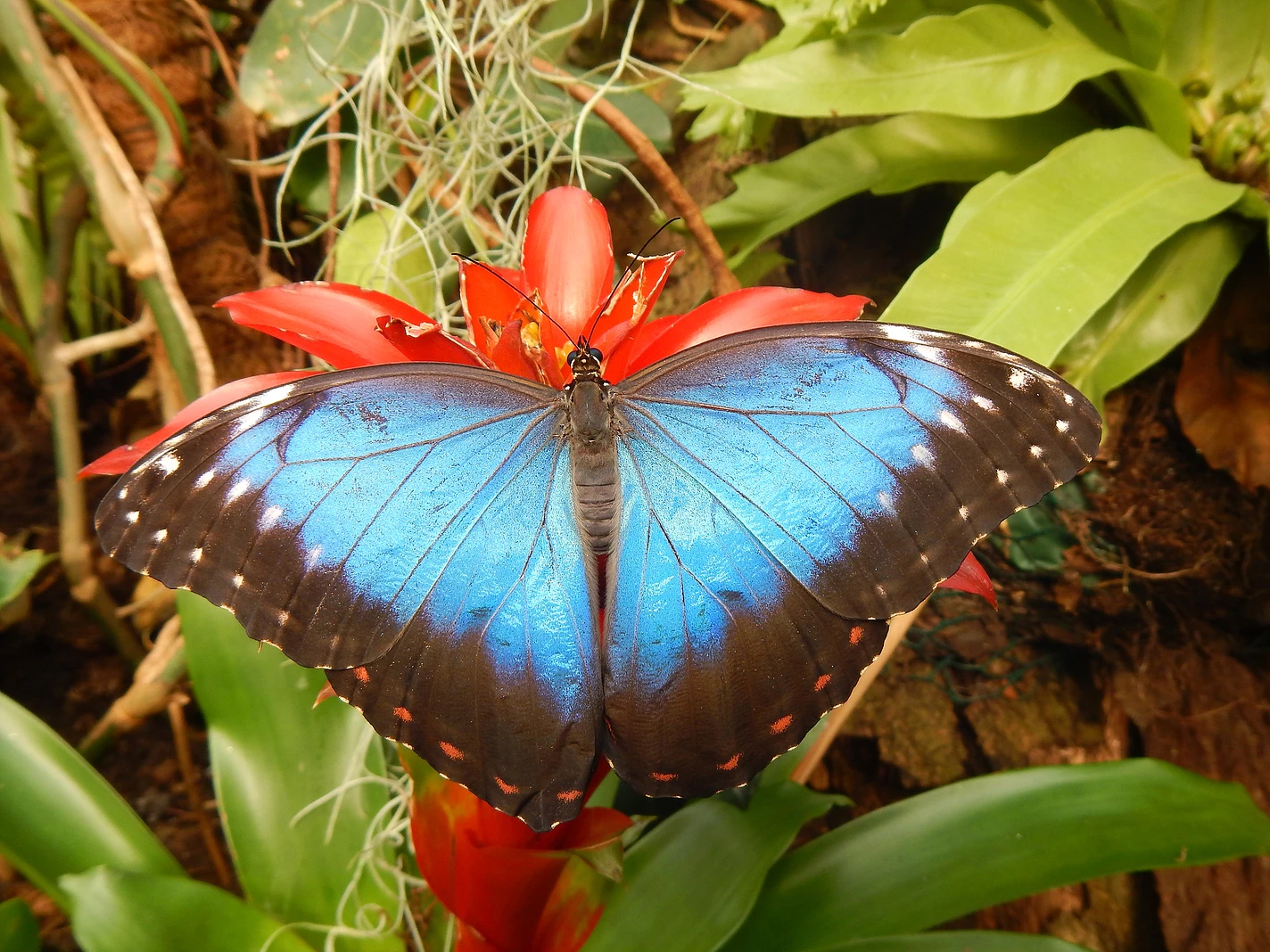 Vlindertuin Vlinders aan de Vliet Bollenstreek