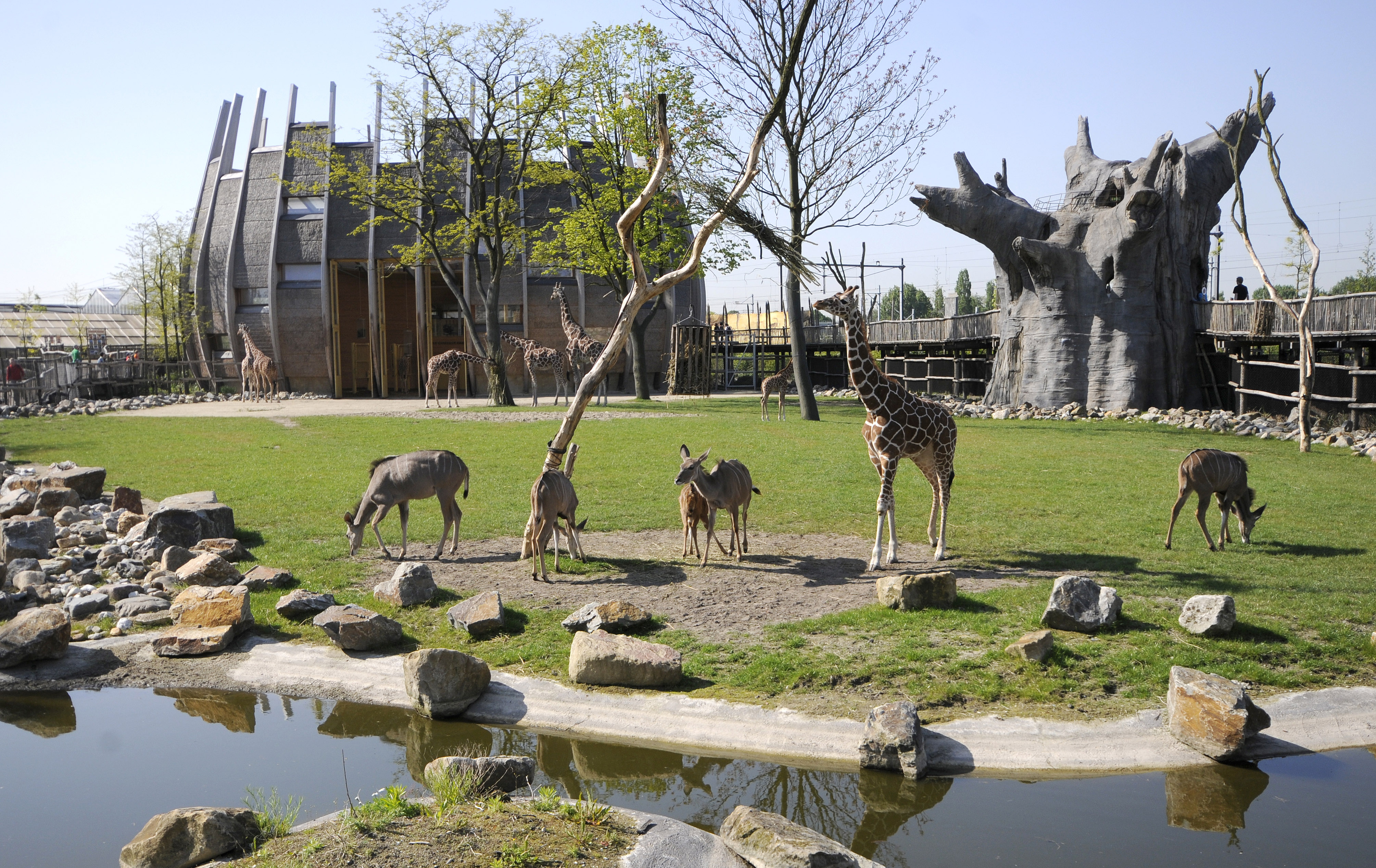 Культура зоопарки. Роттердамский зоопарк. Нидерланды зоопарк Бляйдорп. Зоопарк в Роттердаме. Зоопарк «Zoo Osnabrück» в Оснабрюке.