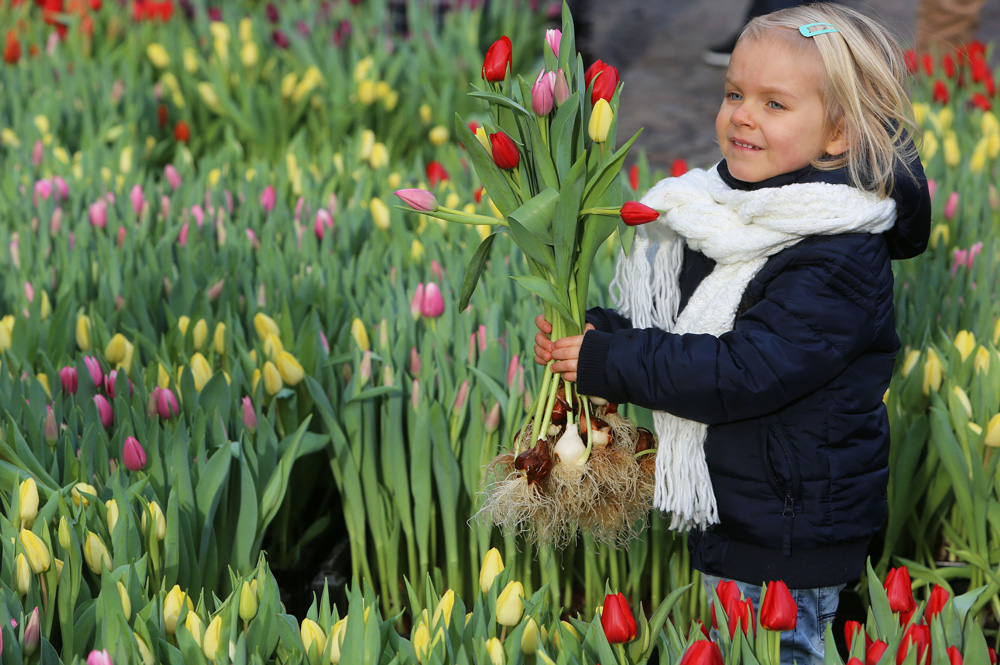 tulpenpluktuin nationale tulpendag Amsterdam