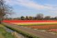 Hollandse Bloemenroute: De Fietsroute Langs De Lente- Of Zomerbloemen