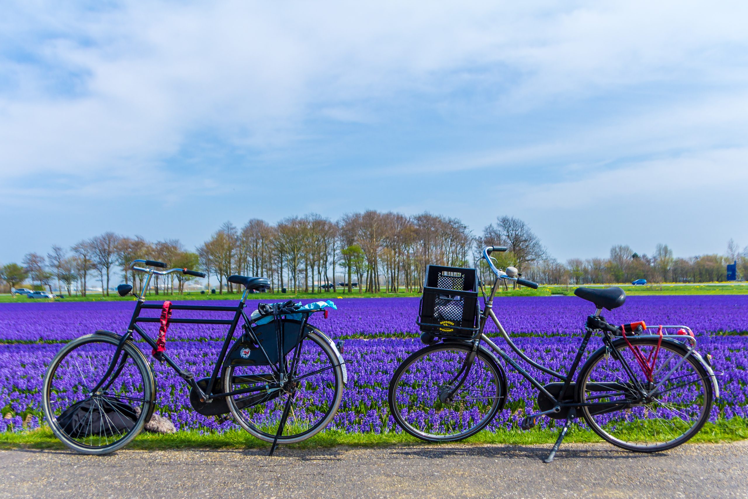 Bollenstreek Bloemenroute: De Fietsroute Langs De Lente- Of Zomerbloemen