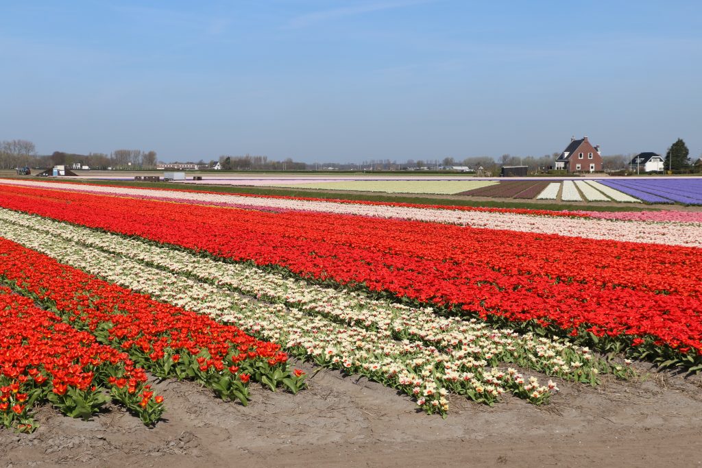 coronavirus tulpenvelden