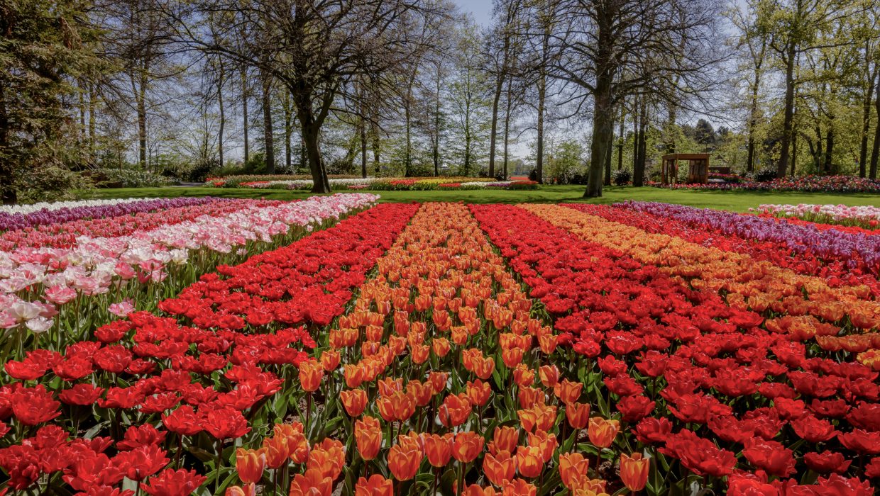 Koop je Keukenhof tickets online en bespaar tijd en geld