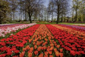 Hollandse Bloemenroute: De Fietsroute Langs De Lente- Of Zomerbloemen