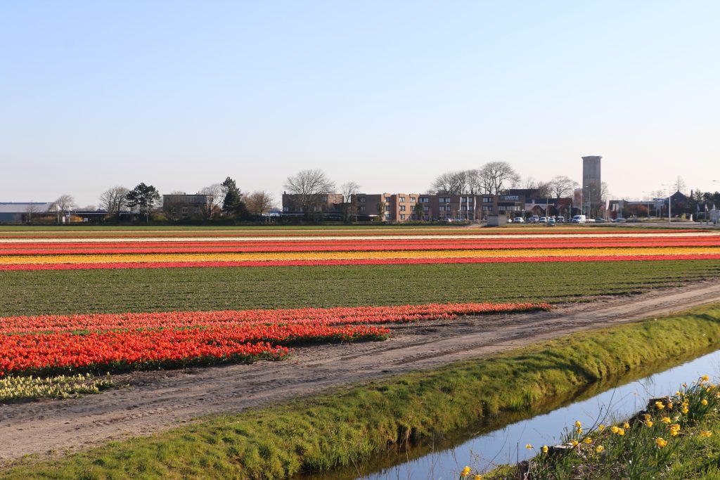 Bollenvelden In Bloei 2021 Wanneer Bloeien De Bloemenvelden In Nederland
