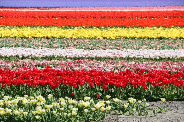 Hollandse Bloemenroute: De Fietsroute Langs De Lente- Of Zomerbloemen