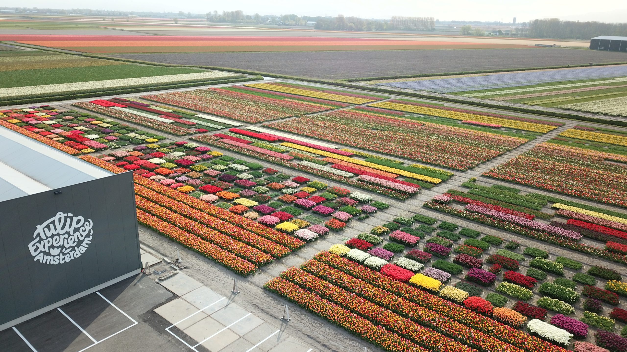 Cuándo florecen los campos de flores en los Países Bajos?
