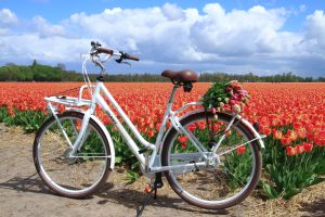Hollandse bloemenroute fietsen