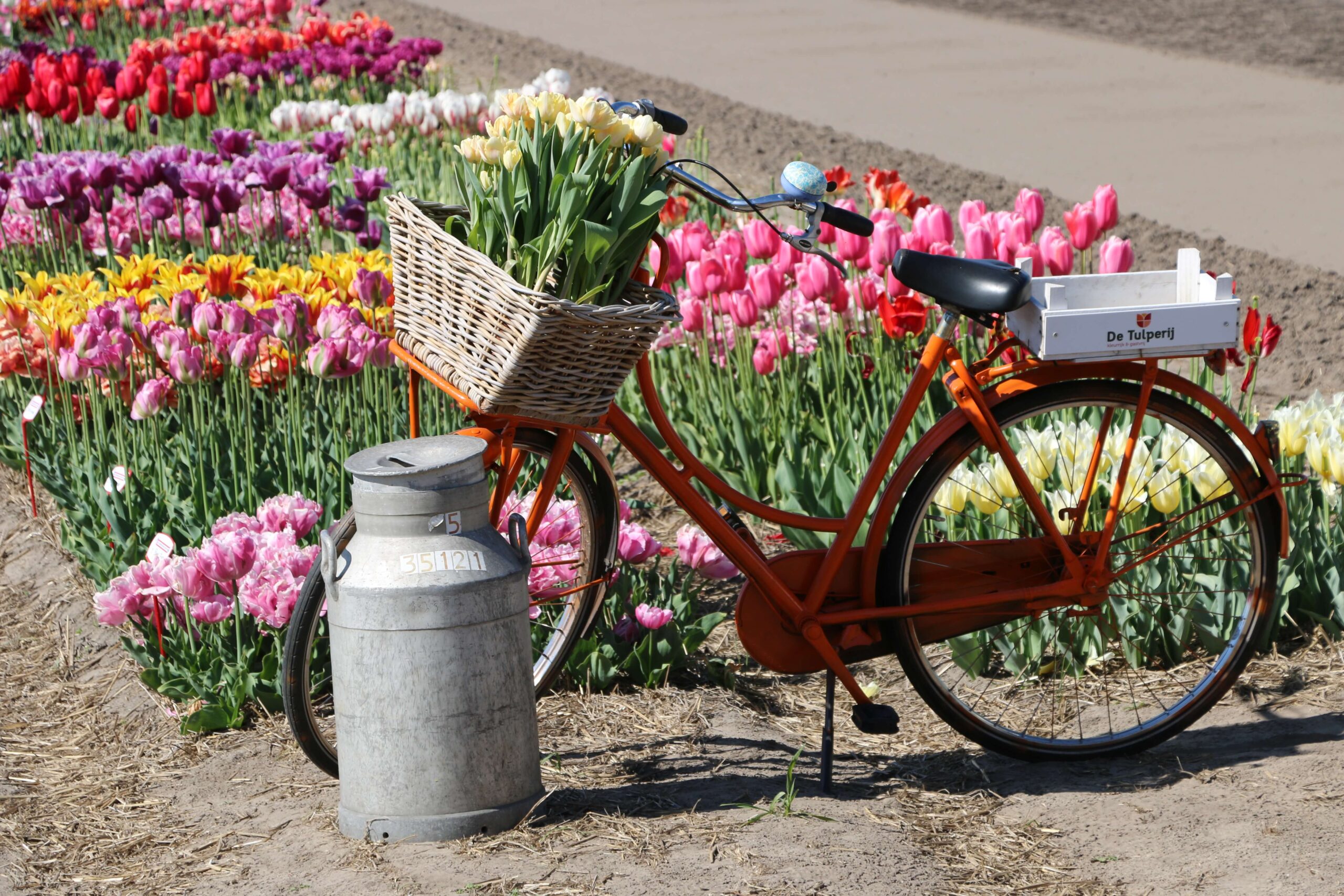 Bulbes tulipes : achat/vente bulbes à fleurs - Willemse jardin