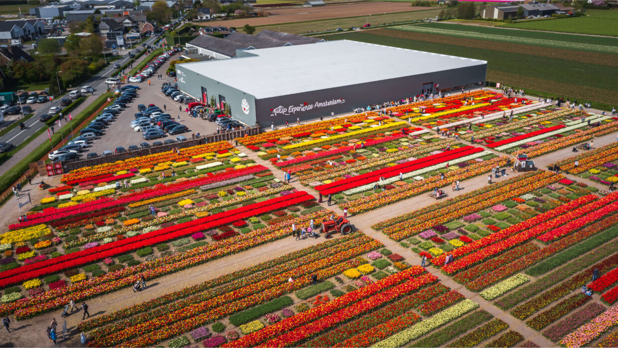 Tulip Experience Amsterdam | Tulpenmuseum | Showtuin | Pluktuin