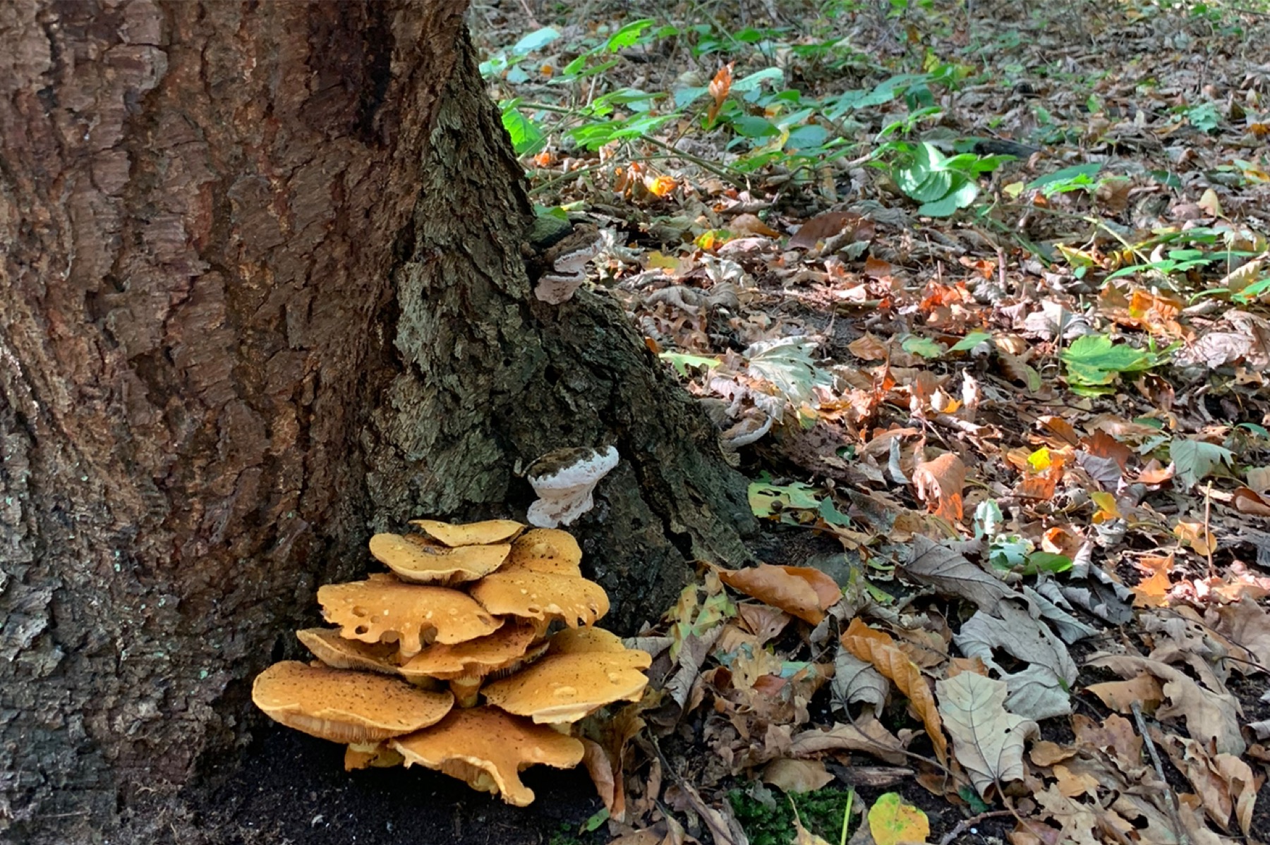 wandeling huys te warmont, herfstwandeling warmond ivn